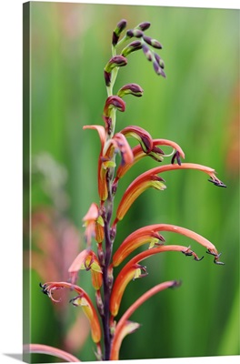 Two-Colour Cobra Lily, Cape Town, Western Cape, South Africa