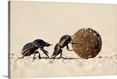 Two dung beetles rolling a dung ball, Addo Elephant National Park, South Africa