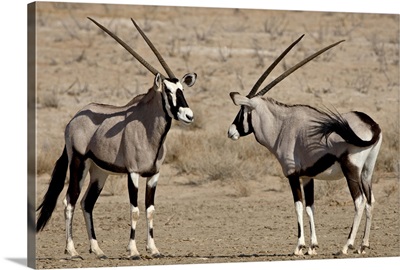 Two gemsbok face to face, Kgalagadi Transfrontier Park, South Africa