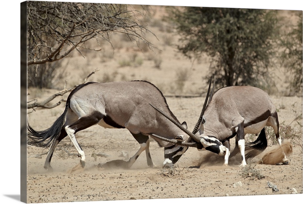 Two gemsbok (South African oryx) (Oryx gazella) fighting, Kgalagadi Transfrontier Park, encompassing the former Kalahari G...