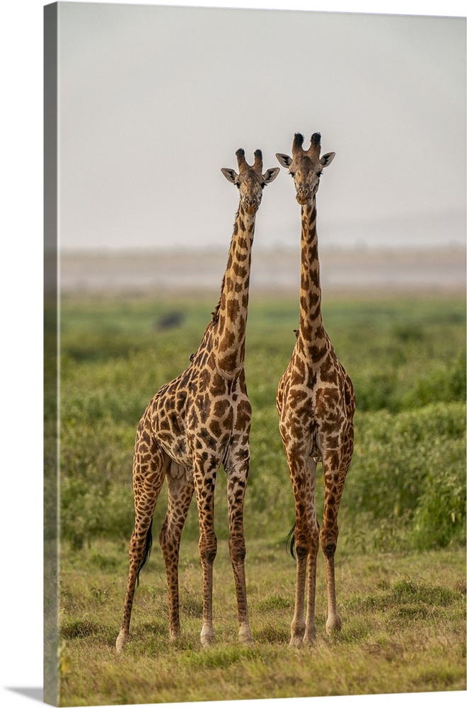 Two Giraffes (Giraffa), Amboseli National Park, Kenya, East Africa, Africa