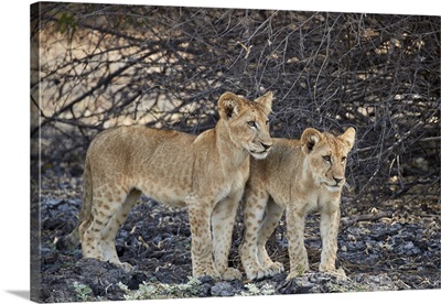 Two lion cubs, Selous Game Reserve, Tanzania
