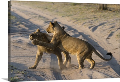 Two lionesses playing, Savuti marsh, Chobe National Park, Botswana, Africa