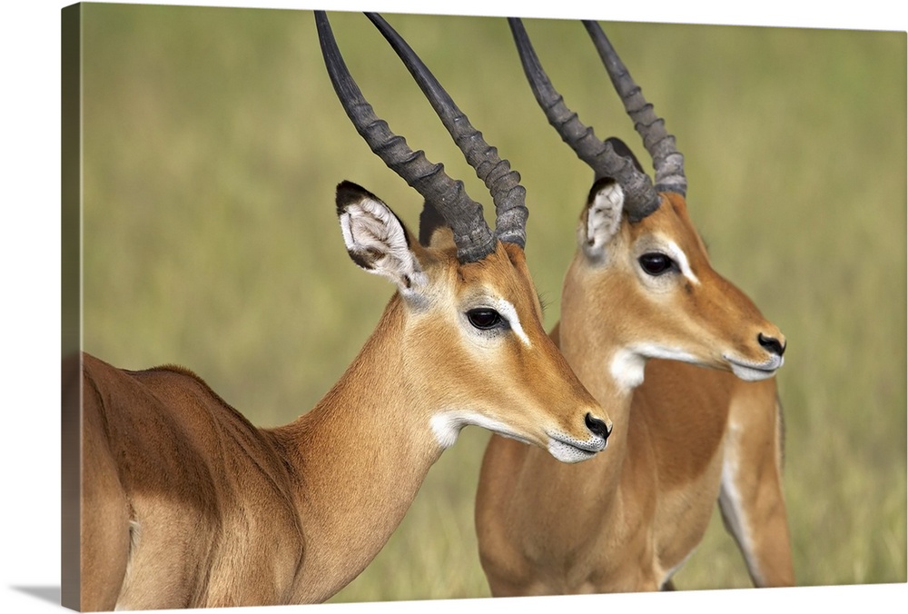 Two male impala, Serengeti National Park, Tanzania