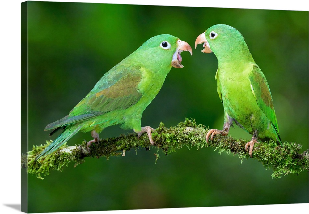 Two Orange-Chinned Parakeets (Brotogeris Jugularis) Quarreling, Costa Rica