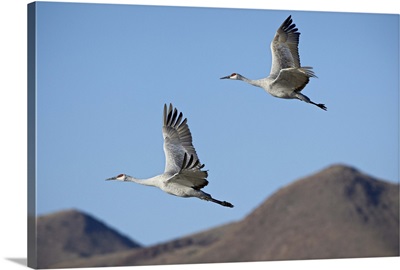 Two sandhill crane in flight, Bosque Del Apache National Wildlife Refuge, New Mexico