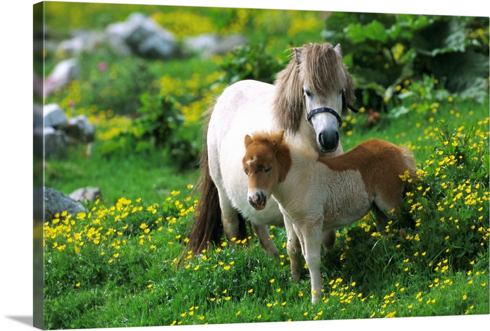 Two Shetland ponies, Shetland Islands, Scotland, UK