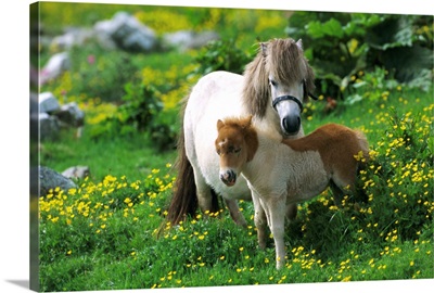 Two Shetland ponies, Shetland Islands, Scotland, UK