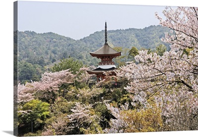 Two-Storied Tahoto Pagoda Surrounded By Cherry Blossoms, Miyajima Island, Japan
