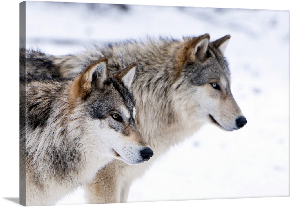 Two sub adult North American Timber wolves (Canis lupus) in snow, Austria, Europe