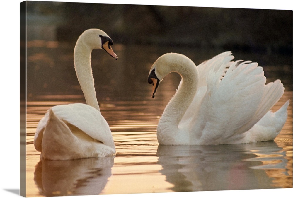 White Swan On Water Giclee Print Canvas Home Wall Decor 