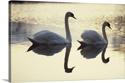 Two swans on water at dusk, Dorset, England, UK