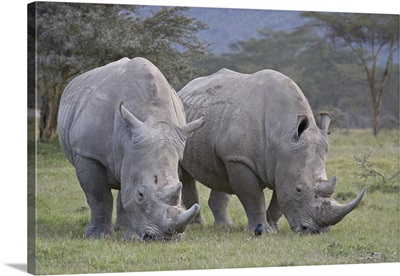 Two white rhinoceros feeding, Lake Nakuru National Park, Kenya