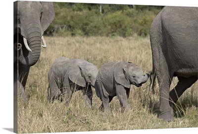 Two young African Elephant, Masai Mara National Reserve, Kenya