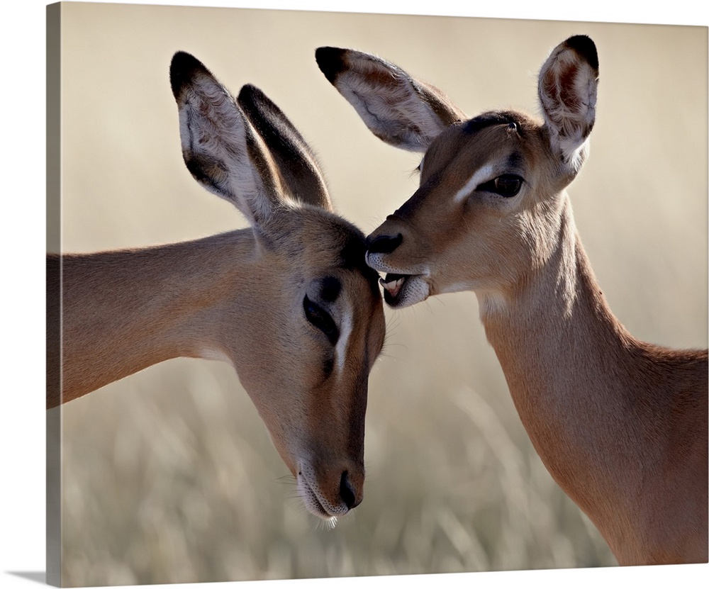 Two young impala (Aepyceros melampus) grooming, Kruger National Park, South Africa, Africa