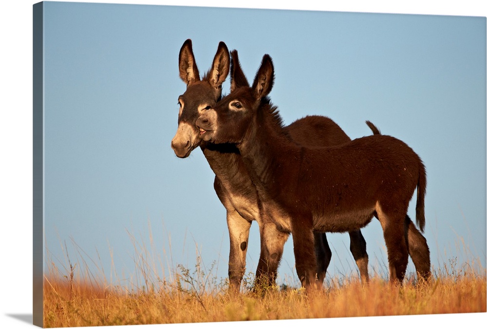 Two young wild burro playing, Custer State Park, South Dakota, USA