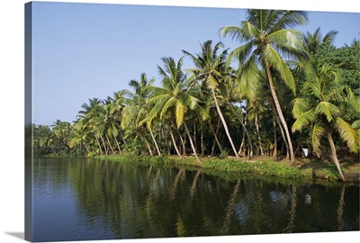 Typical backwater scene, waterway fringed by palm trees, Kerala, India