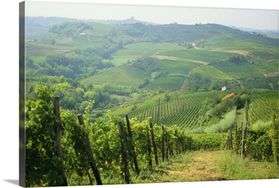 Typical landscape of vines in the Colli Piacentini, Piacenza, Emilia Romagna, Italy