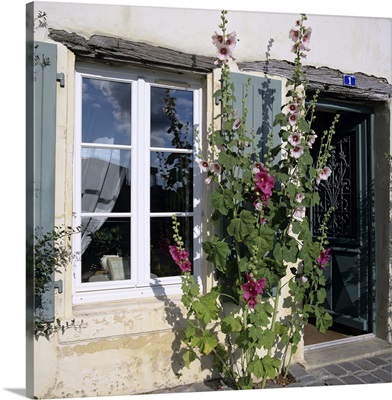 Typical scene of shuttered windows and hollyhocks, St. Martin, France