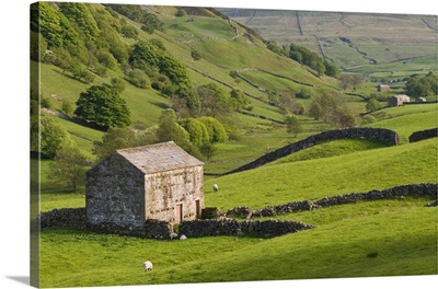 Typical stone barns near Keld in Swaledale, Yorkshire Dales National Park, England
