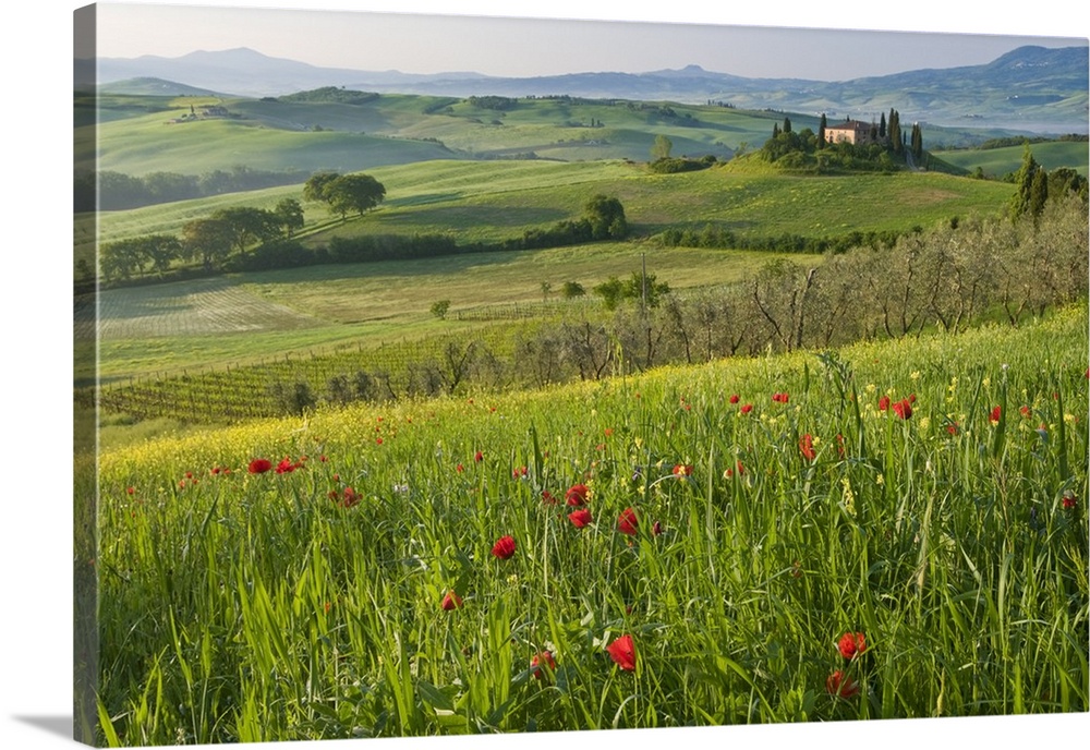 Val d'Orcia showing Belvedere and rolling Tuscan countryside, Tuscany, Italy