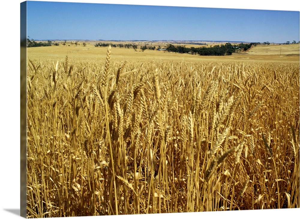 Vast fields of ripening wheat, near Northam, West Australia, Australia