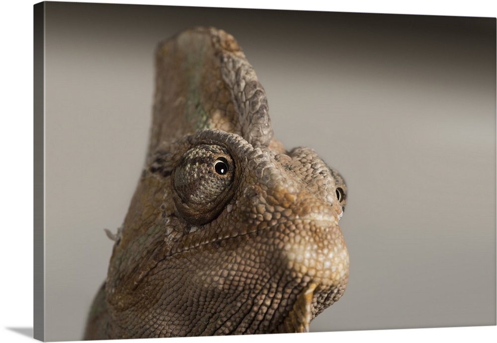 Veiled chameleon, captive