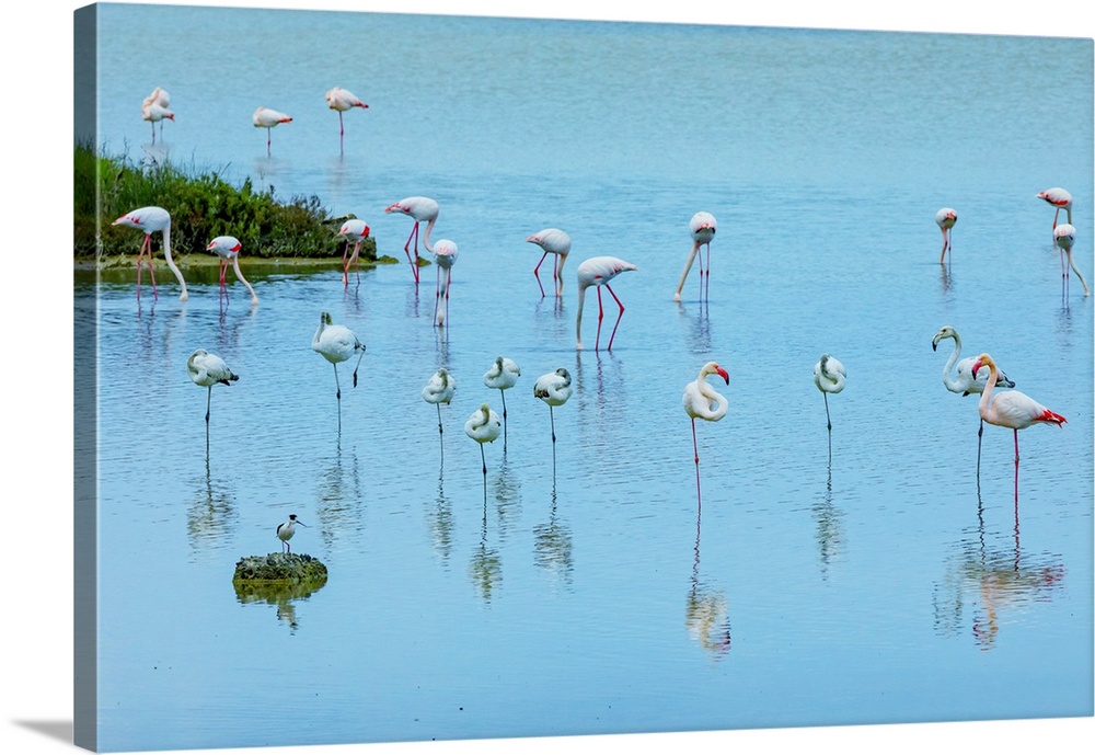 Vendicari Wildlife Oasis, Vendicari, Noto Valley, Sicily, Italy