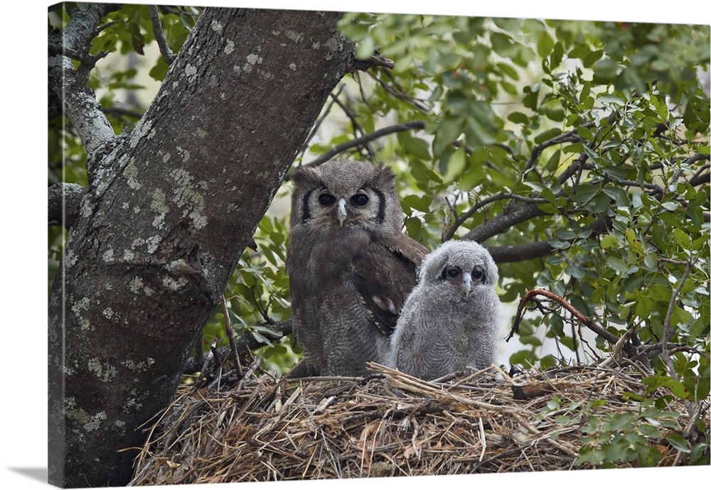 Verreaux's eagle owl adult and chick on their nest, Kruger National Park
