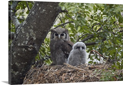 Verreaux's eagle owl adult and chick on their nest, Kruger National Park