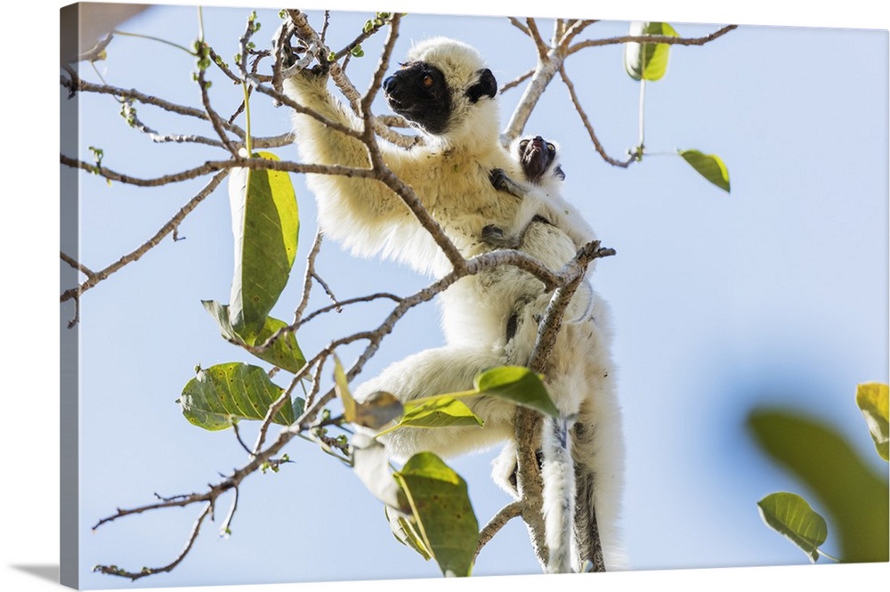 Verreaux's sifaka (Propithecus verreauxi), Tsingy du Bemaraha National Park, western area, Madagascar, Africa