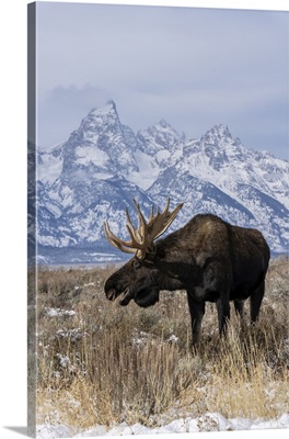 Vertical Of Bull Moose, In Front Grand Teton Peak, Grand Teton National Park, Wyoming