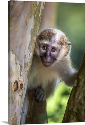 Vervet monkey, Uganda