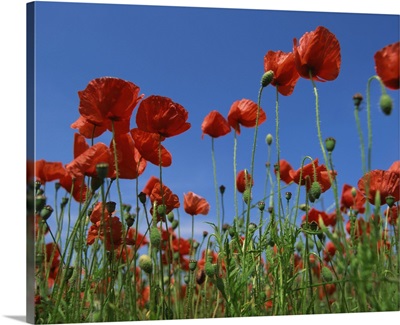 View close-up of red poppies in flower in a field in Cambridgeshire, England