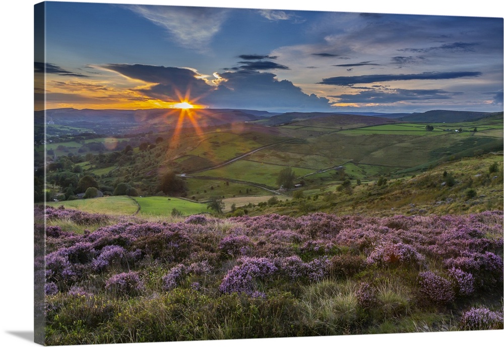 View of flowering heather on Stanage Edge and Hope Valley at sunset, Hathersage, Peak District National Park, Derbyshire, ...
