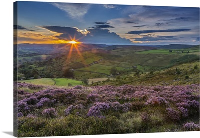 View Of Flowering Heather On Stanage Edge And Hope Valley At Sunset, Derbyshire, England