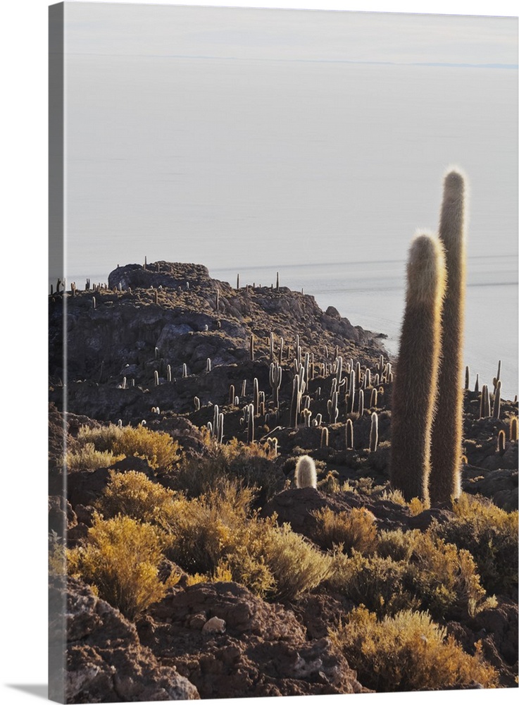 View of Incahuasi Island with its gigantic cacti, Salar de Uyuni, Daniel Campos Province, Potosi Department, Bolivia, Sout...