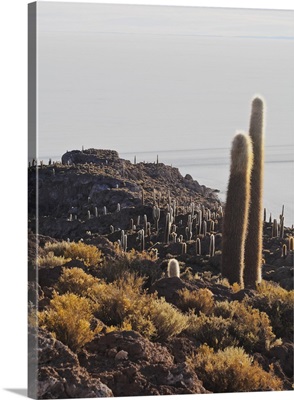 View of Incahuasi Island with its gigantic cacti, Bolivia