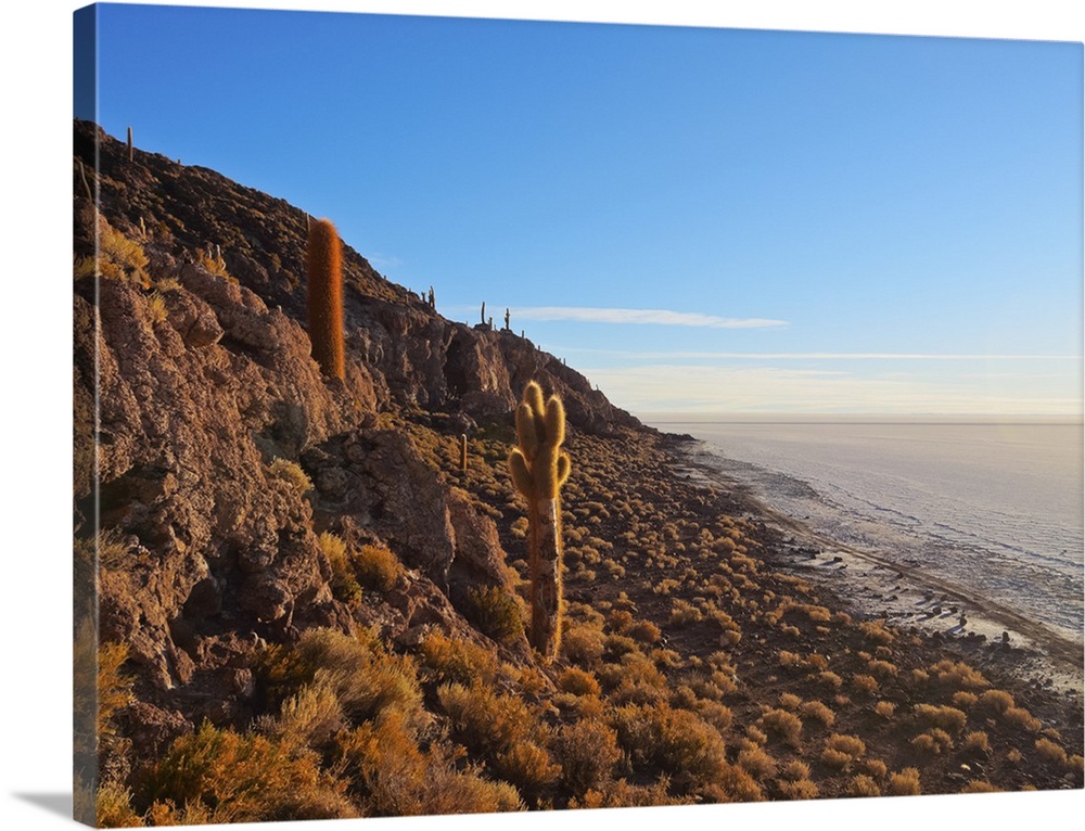 View of Incahuasi Island with its gigantic cacti, Salar de Uyuni, Daniel Campos Province, Potosi Department, Bolivia, Sout...