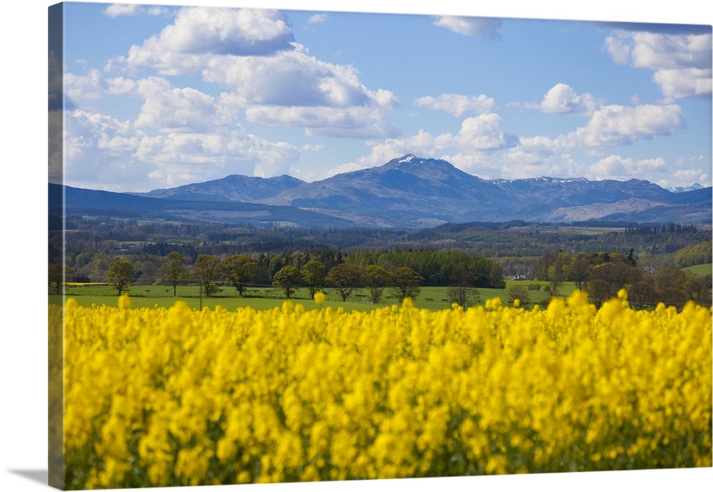 View of Perthshire Mountains and Rape field (Brassica napus) in foreground, Scotland, United Kingdom, Europe