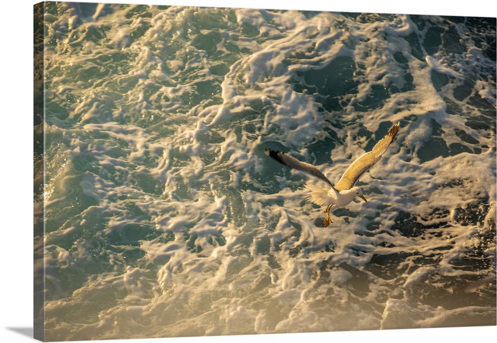 View of seagull from ferry at sunset, Kavala, Dimos Kavalas, Eastern Macedonia and Thrace, Gulf of Thasos, Gulf of Kavala,...