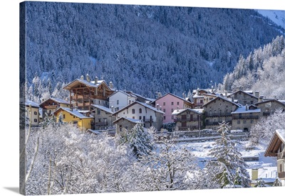 View Of Snow Covered Trees, Courmayeur, Aosta Valley, Italian Alps, Italy