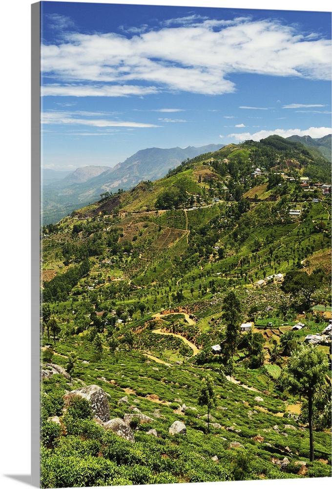 View of tea plantations from Lipton's Seat, Haputale, Sri Lanka, Asia