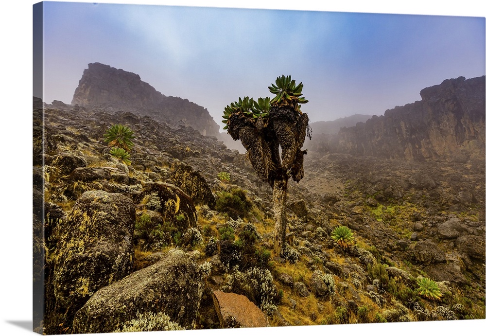 View of the mountain trails on the way up Mount Kilimanjaro, UNESCO World Heritage Site, Tanzania, East Africa, Africa
