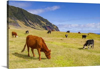 View Of The Potato Patch On Tristan Da Cunha, Tristan Da Cunha, South Atlantic Ocean
