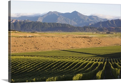 View over a vineyard in the Wairau Valley, New Zealand