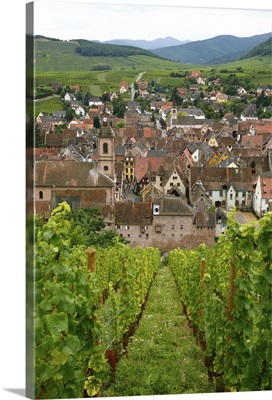 View over the village of Riquewihr and vineyards in the Wine Route area, Alsace, France