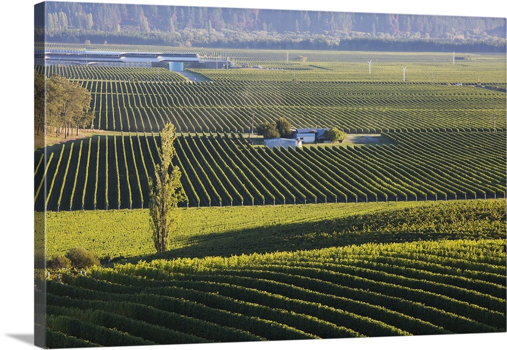 View over typical vineyards in the Wairau Valley, early morning, Renwick, near Blenheim, Marlborough, South Island, New Ze...