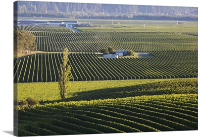 View over typical vineyards in the Wairau Valley, Marlborough, New Zealand