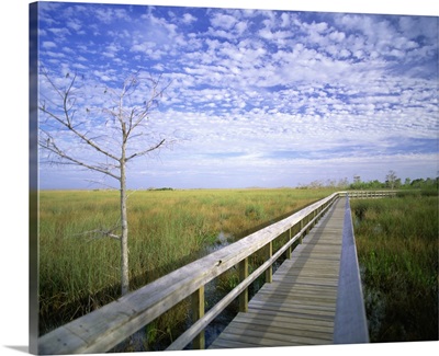 Viewing walkway, Everglades National Park, Florida